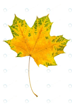 autumn red green maple leaf isolated white backgro rnd714 frp20940374 - title:Home - اورچین فایل - format: - sku: - keywords: p_id:18