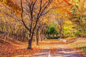 autumn road park crc6e978022 size48.77mb 7360x4912 - title:Home - اورچین فایل - format: - sku: - keywords: p_id:18