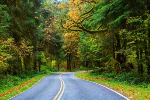 autumn season hoh rainforest olympic national par crc35f6539d size32.51mb 5760x3840 - title:Home - اورچین فایل - format: - sku: - keywords: p_id:18