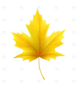 autumn yellow maple leaf leaves vector illustrati crc970ece83 size1.32mb - title:Home - اورچین فایل - format: - sku: - keywords: p_id:18