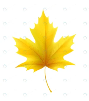 autumn yellow maple leaf leaves vector illustrati crc970ece83 size1.32mb - title:Home - اورچین فایل - format: - sku: - keywords: p_id:18