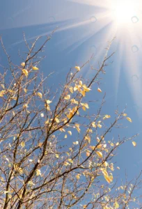 bare tree without leaves autumn rnd610 frp20781382 - title:Home - اورچین فایل - format: - sku: - keywords: p_id:18