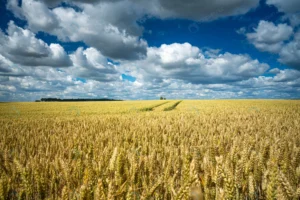 barley grain field sky full clouds crc46ff3a3b size24.21mb 8256x5504 - title:Home - اورچین فایل - format: - sku: - keywords: p_id:18