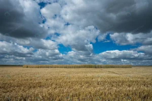 barley grain field sky full clouds 2 crc6cf41a4f size19.16mb 7753x5169 - title:Home - اورچین فایل - format: - sku: - keywords: p_id:18