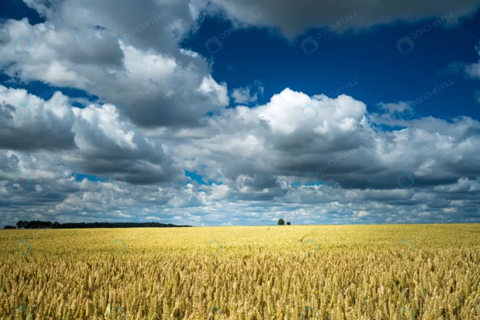 barley grain field sky full clouds 3 crc26c4fba8 - title:تصویر استوک مزرعه گندمزار با آسمان ابری - اورچین فایل - format:JPG - استوک - sku:crc26c4fba8 - keywords: p_id:58967