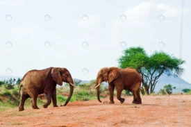 battle elephants crc015daa18 size5.35mb 5430x3620 - title:Home Main - اورچین فایل - format: - sku: - keywords: p_id:18