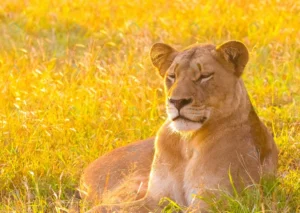 beautiful african lion lying long grass south afr crcc1f66f08 size15.74mb 3620x2576 - title:Home - اورچین فایل - format: - sku: - keywords: p_id:18