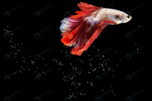 beautiful betta fish isolated black background bu crcd56416b4 size5.74mb 5896x3930 - title:Home - اورچین فایل - format: - sku: - keywords: p_id:18