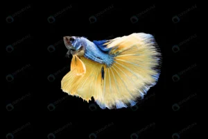 beautiful blue yellow betta splendens siamese fig crc582137e5 size6.51mb 6016x4016 1 - title:Home - اورچین فایل - format: - sku: - keywords: p_id:18