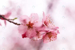 beautiful cherry blossom crc5a812966 size4.78mb 5472x3648 1 - title:Home - اورچین فایل - format: - sku: - keywords: p_id:18