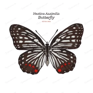 beautiful colorful hestina assimilis butterfly crc5e287189 size5.41mb - title:Home - اورچین فایل - format: - sku: - keywords: p_id:18