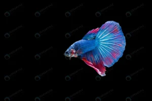 beautiful colorful siamese betta fish crc67cfa783 size4.26mb 6016x4004 - title:Home - اورچین فایل - format: - sku: - keywords: p_id:18
