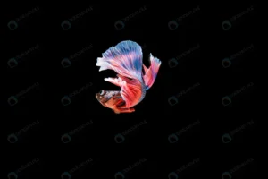 beautiful colorful siamese betta fish crca4bb292b size4.89mb 8000x5324 1 - title:Home - اورچین فایل - format: - sku: - keywords: p_id:18