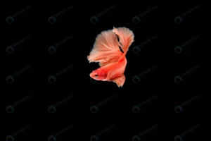 beautiful colorful siamese betta fish crca8ed6d95 size4.15mb 7500x4992 1 - title:Home - اورچین فایل - format: - sku: - keywords: p_id:18
