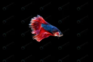 beautiful colorful siamese betta fish crcc5536109 size4.21mb 6016x4004 1 - title:Home - اورچین فایل - format: - sku: - keywords: p_id:18