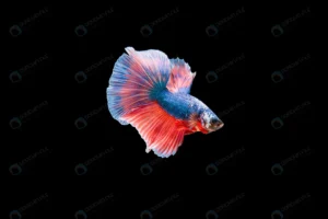 beautiful colorful siamese betta fish crccb10a028 size4.65mb 6016x4004 1 - title:Home - اورچین فایل - format: - sku: - keywords: p_id:18