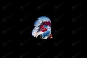 beautiful colorful siamese betta fish crce38a7736 size4.92mb 8000x5324 1 - title:Home - اورچین فایل - format: - sku: - keywords: p_id:18