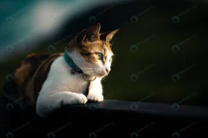 beautiful domestic cat lying fence crcf79014e0 size3.48mb 6016x4016 1 - title:Home - اورچین فایل - format: - sku: - keywords: p_id:18