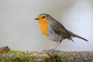 beautiful european robin standing moss covered br crc95563665 size14.82mb 5472x3648 - title:Home - اورچین فایل - format: - sku: - keywords: p_id:18