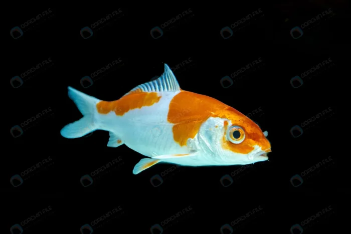 beautiful fish swimming black background crcda4b7e32 size2.63mb 4575x3050 1 - title:استوک ماهی قرمز و سفید کوچک - اورچین فایل - format:JPG - استوک - sku:crcda4b7e32 - keywords: p_id:47844