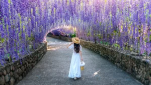 beautiful girl walking purple flower tunnel chian crcdc3c5360 size18.57mb 7952x4473 - title:Home - اورچین فایل - format: - sku: - keywords: p_id:18