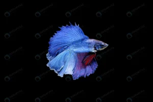 beautiful half moon blue red betta splendens siam crc1d9ddcd8 size6.66mb 6016x4016 1 - title:Home - اورچین فایل - format: - sku: - keywords: p_id:18