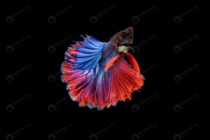 beautiful half moon blue red betta splendens siam crce2837ed9 size6.38mb 6016x4016 1 - title:استوک ماهی فایتر قرمز و آبی زیبا - اورچین فایل - format:JPG - استوک - sku:crce2837ed9 - keywords: p_id:47848