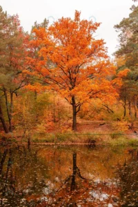 beautiful lake forest with autumn trees rnd626 frp29621207 - title:Home - اورچین فایل - format: - sku: - keywords: p_id:18