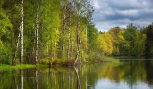 beautiful lake summer green forest lake shoreline rnd969 frp28763983 - title:Home - اورچین فایل - format: - sku: - keywords: p_id:18