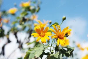 beautiful mexican sunflower weed blue sky mountai crc09c9a0cd size4.75mb 4272x2848 - title:Home - اورچین فایل - format: - sku: - keywords: p_id:18