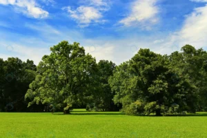 beautiful nature background green deciduous trees rnd376 frp25382822 - title:Home - اورچین فایل - format: - sku: - keywords: p_id:18