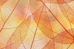 beautiful orange transparent autumn leaves rnd497 frp5285359 - title:Home - اورچین فایل - format: - sku: - keywords: p_id:18