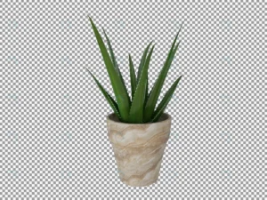 beautiful plant 3d rendering isolated transparent crc7ce6a182 size10.38mb 1 - title:Home - اورچین فایل - format: - sku: - keywords: p_id:18