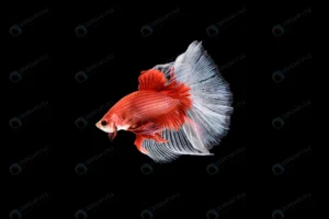 beautiful red white betta splendens siamese fight crc11a2fee1 size5.14mb 6016x4016 1 - title:Home - اورچین فایل - format: - sku: - keywords: p_id:18