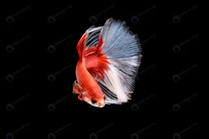 beautiful red white betta splendens siamese fight crc986fa061 size5.1mb 6016x4016 1 - title:Home - اورچین فایل - format: - sku: - keywords: p_id:18