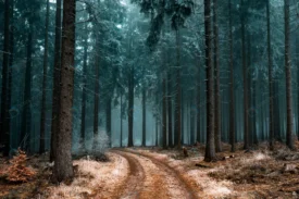 beautiful scenery pathway forest with trees cover crc640aeed9 size37.23mb 6525x4350 - title:Home Main - اورچین فایل - format: - sku: - keywords: p_id:18