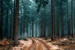 beautiful scenery pathway forest with trees cover crc640aeed9 size37.23mb 6525x4350 - title:Home - اورچین فایل - format: - sku: - keywords: p_id:18