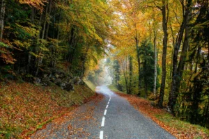 beautiful scenery road forest with lot colorful a crcfae20dcd size18.79mb 5212x3468 1 - title:Home - اورچین فایل - format: - sku: - keywords: p_id:18