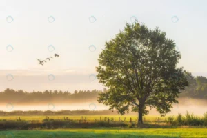 beautiful shot big green leafed trees grassy fiel crcac05f7c8 size10.61mb 5455x3637 1 - title:Home - اورچین فایل - format: - sku: - keywords: p_id:18