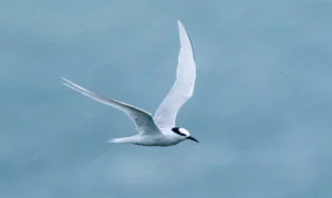 beautiful shot black naped tern fling sky crcffaa0640 size3.73mb 3740x2229 1 - title:Home - اورچین فایل - format: - sku: - keywords: p_id:18