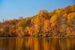 beautiful shot forest beside lake reflection colo crcde77513d size19.49mb 5596x3736 - title:Home - اورچین فایل - format: - sku: - keywords: p_id:18