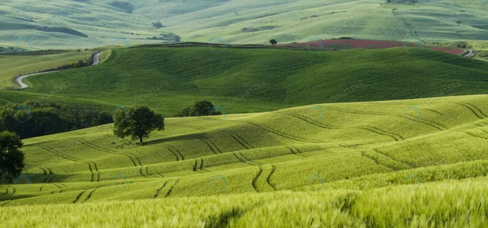 beautiful shot green fields with narrow roads mid crc5d387086 size7.13mb 5184x2421 1 - title:استوک طبیعت دشت سبز و وسیع - اورچین فایل - format:JPG - استوک - sku:crc5d387086 - keywords:استوک طبیعت دشت سبز و وسیع, عکس استوک, تصویر استوک رایگان, دانلود رایگان, طبیعت, فایل تکی p_id:51294