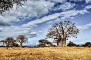 beautiful shot tree savanna plains with blue sky crcf0f30585 size12.14mb 5474x3654 - title:Home - اورچین فایل - format: - sku: - keywords: p_id:18