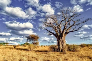 beautiful shot tree savanna plains with blue sky crc2e96c30f size10.86mb 5060x3378 - title:Home - اورچین فایل - format: - sku: - keywords: p_id:18