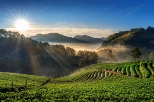 beautiful strawberry garden sunrise doi ang khang crcb6da26ca size10.59mb 6000x4000 - title:Home - اورچین فایل - format: - sku: - keywords: p_id:18