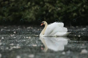 beautiful swan lake amazing bird nature habitat crcaa93715c size5.35mb 4000x2667 1 - title:Home - اورچین فایل - format: - sku: - keywords: p_id:18