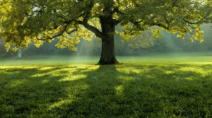 beautiful tree middle field covered with grass wi crc4f9bd3bc size31.28mb 8923x4960 1 - title:Home - اورچین فایل - format: - sku: - keywords: p_id:18