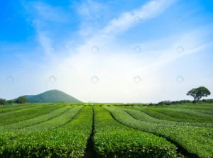 beautiful view green tea field with sky jeju sout crce11825bd size14.10mb 6345x4727 - title:Home - اورچین فایل - format: - sku: - keywords: p_id:18