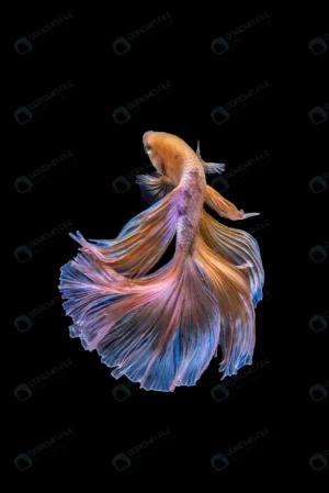 betta fish crc38edc17c size2.66mb 2444x3659 - title:Home - اورچین فایل - format: - sku: - keywords: p_id:18