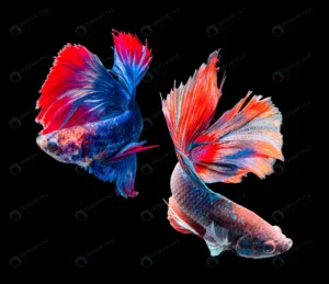 betta splendens siamese fighting fish isolated bl crcf7446d91 size14.33mb 8260x7141 1 - title:Home - اورچین فایل - format: - sku: - keywords: p_id:18